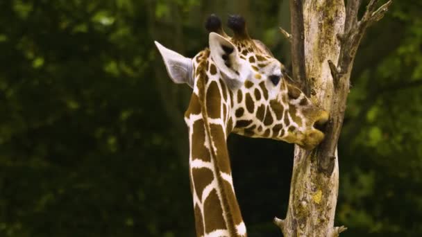 Närbild Giraffhuvud Det Ser Som Det Pratar — Stockvideo