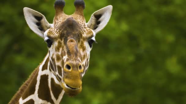 Закрий Голову Жирафа Здається Говорить — стокове відео
