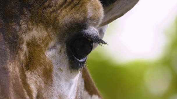 Sluiten Van Giraffe Hoofd Het Lijkt Alsof Het Spreekt — Stockvideo