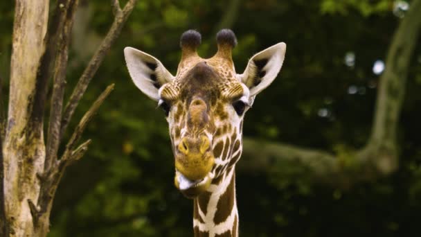 Закрыть Голову Жирафа Будто Разговор — стоковое видео