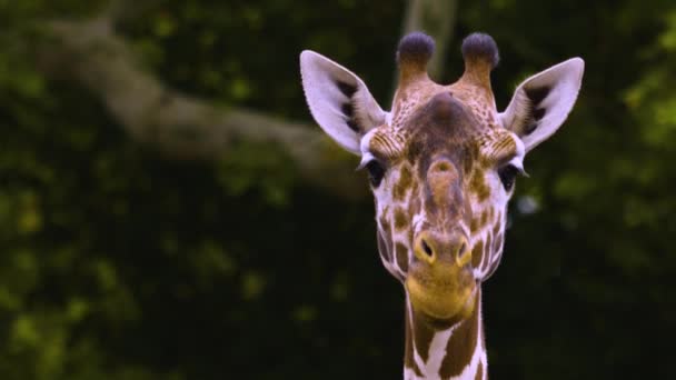 Närbild Giraffhuvud Det Ser Som Det Pratar — Stockvideo