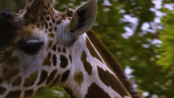 Sluiten Van Giraffe Hoofd Het Lijkt Alsof Het Spreekt — Stockvideo