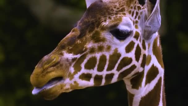 Sluiten Van Giraffe Hoofd Het Lijkt Alsof Het Spreekt — Stockvideo