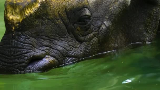 Primer Plano Rhino Cabeza Bajo Agua Relajante — Vídeos de Stock
