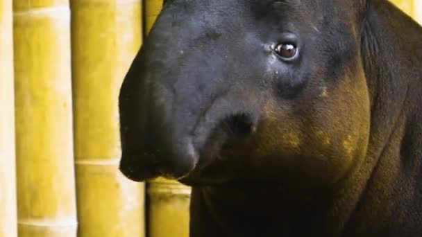 Nahaufnahme Von Tapir Der Mit Der Nase Wackelt Und Sich — Stockvideo