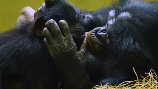 Zbliżenie Bonobo Matki Młodych — Wideo stockowe