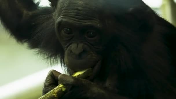 Närbild Bonobo Tugga Pinne — Stockvideo