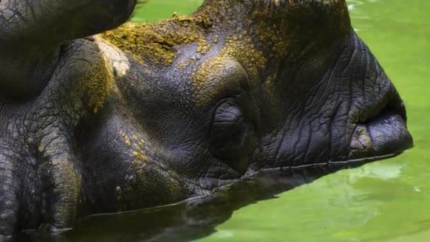 Close Rhino Head Underwater Relaxing — Stock Video