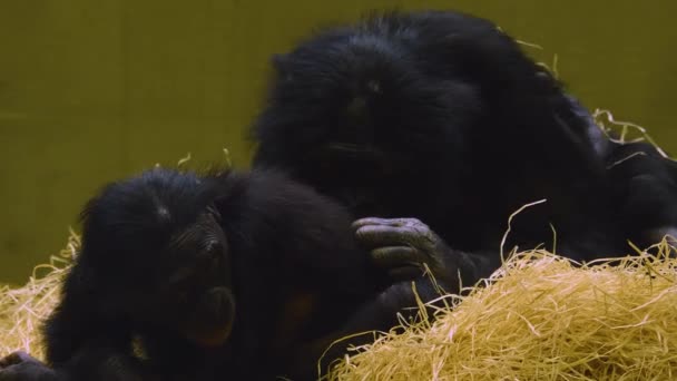 Родина Бонобо Молодь — стокове відео