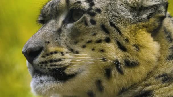 Primer Plano Cabeza Leopardo Nieve Con Lluvia Ligera Día Otoño — Vídeos de Stock