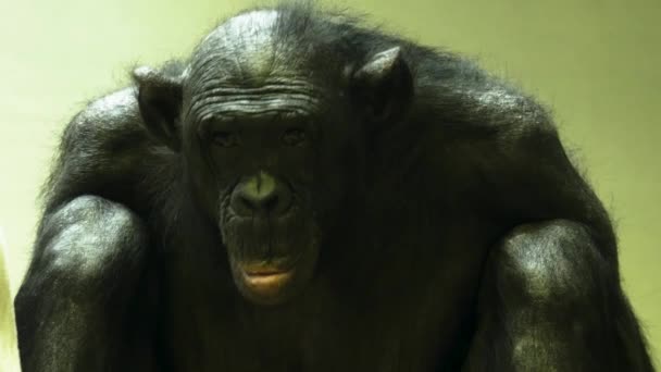 Närbild Bonobo — Stockvideo