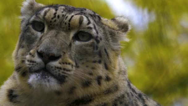 Close Snow Leopard Head Light Rain Day Autumn — Stock video