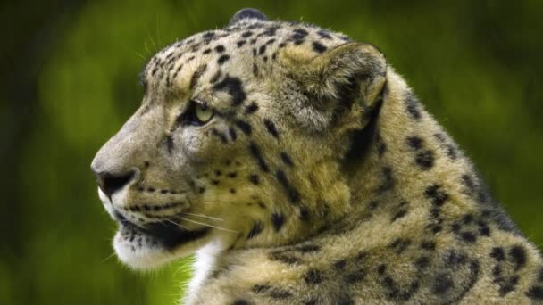 Gros Plan Tête Léopard Des Neiges Avec Faibles Pluies Jour — Video