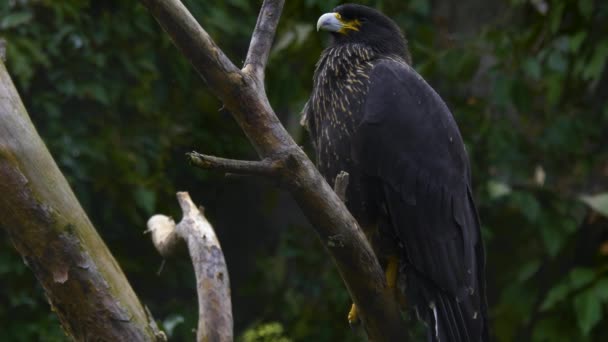 Primo Piano Del Falco Falkland Seduto Ramo Sotto Una Pioggia — Video Stock