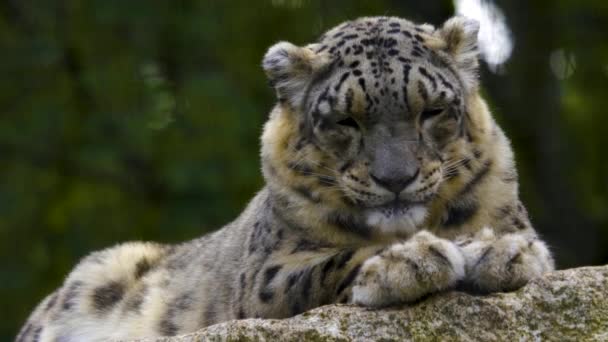 Primer Plano Cabeza Leopardo Nieve Con Lluvia Ligera Día Otoño — Vídeos de Stock