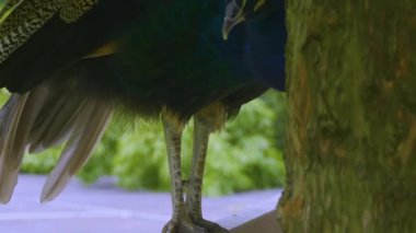 Close up of peacock standing on a fence under a tree.