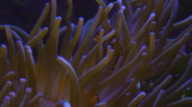 İçinde iki palyaço balığı saklanırken Anemone 'u denize yaklaştır..