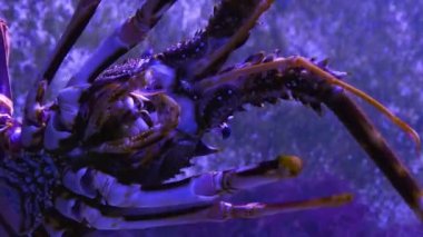 Aşağıdaki kaya ıstakozuna yaklaş.