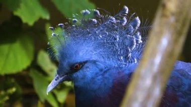 Çalıların arasında Victoria taçlandırılmış güvercin kafası.