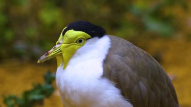 İlkbaharda yerde maskeli bir kanat kuşuna yaklaş.