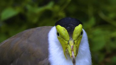 İlkbaharda yerde maskeli bir kanat kuşuna yaklaş.