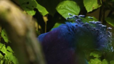 Çalıların arasında Victoria taçlandırılmış güvercin kafası.