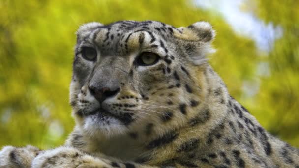 Gros Plan Tête Léopard Des Neiges Avec Faibles Pluies Jour — Video