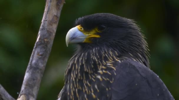 Zbliżenie Falkland Falcon Siedzi Gałęzi Lekkim Deszczu — Wideo stockowe
