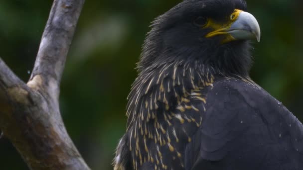 在小雨中坐在树枝上的猎鹰的近身 — 图库视频影像