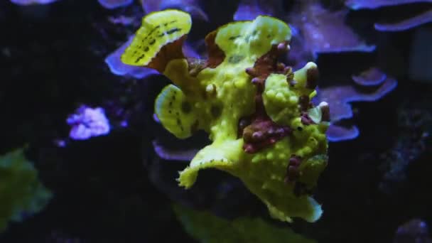Primer Plano Anglerfish Amarillo Frogfish Nadando Alrededor — Vídeo de stock