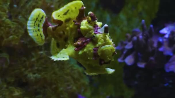 Κοντινό Πλάνο Του Yellow Anglerfish Frogfish Κολύμπι Γύρω — Αρχείο Βίντεο