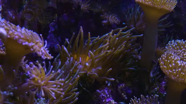 Weite Sicht Auf Seeanemonen Die Sich Sanft Mit Der Strömung — Stockvideo