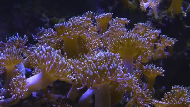 Weite Sicht Auf Seeanemonen Die Sich Sanft Mit Der Strömung — Stockvideo