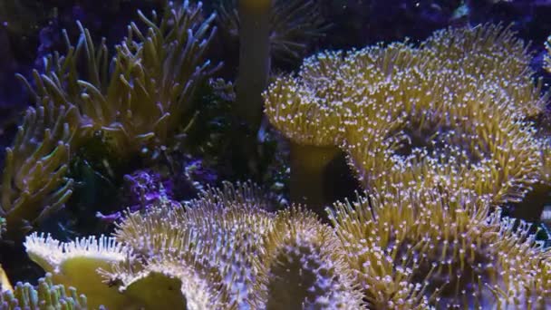 Weite Sicht Auf Seeanemonen Die Sich Sanft Mit Der Strömung — Stockvideo