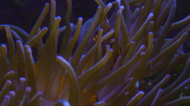 靠近大海海葵和两条小丑鱼藏在里面 — 图库视频影像