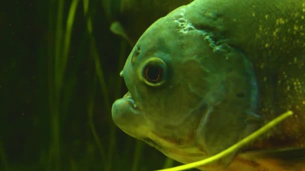 一条食人鱼把头埋在水下 — 图库视频影像