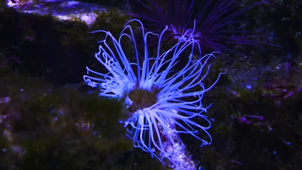 Weite Sicht Auf Seeanemonen Die Sich Sanft Mit Der Strömung — Stockvideo