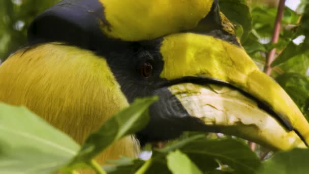 Großaufnahme Eines Hornvogelkopfes Auf Einem Baum Frühling — Stockvideo