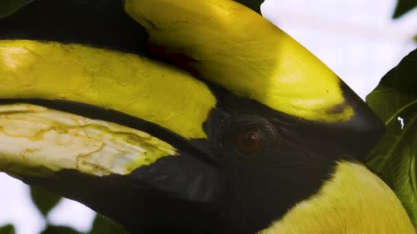 Großaufnahme Eines Hornvogelkopfes Auf Einem Baum Frühling — Stockvideo