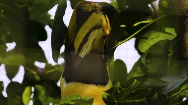 Großaufnahme Eines Hornvogelkopfes Auf Einem Baum Frühling — Stockvideo