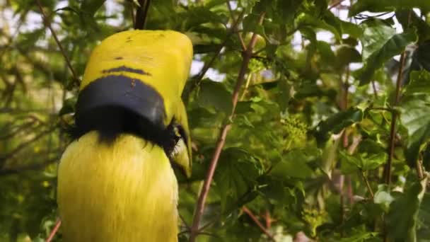 Großaufnahme Eines Hornvogelkopfes Auf Einem Baum Frühling — Stockvideo