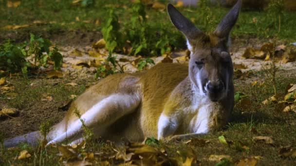 Kırmızı Kanguru Çayırda Dolu Bir Kesesi Var — Stok video