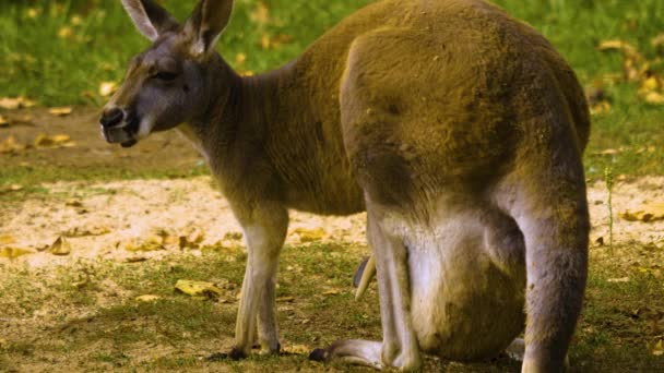 Canguro Rosso Con Sacchetto Pieno Prato — Video Stock