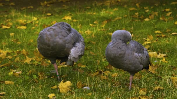 Blisko Australijskiego Cape Barren Gęsi Stojącej Jednej Nodze — Wideo stockowe