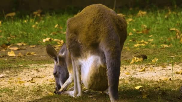 Kırmızı Kanguru Çayırda Dolu Bir Kesesi Var — Stok video