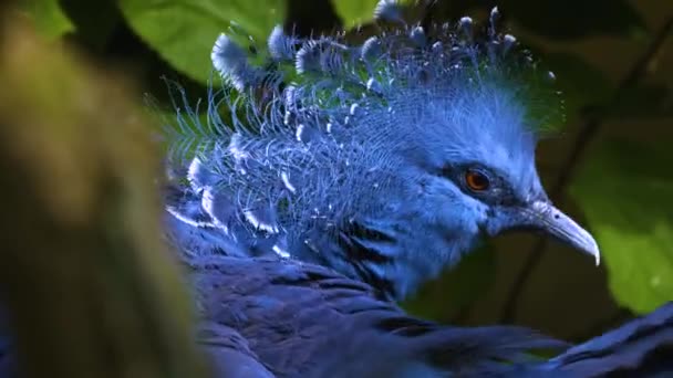 Großaufnahme Eines Victoria Gekrönten Taubenkopfes Zwischen Büschen — Stockvideo