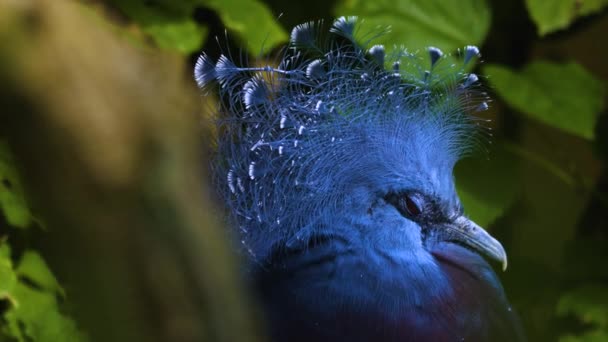 Çalıların Arasında Victoria Taçlandırılmış Güvercin Kafası — Stok video