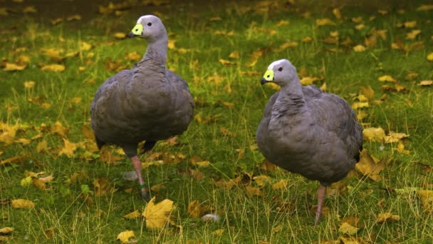 Close Australian Cape Barren Goose Standing One Foot — Stock Video