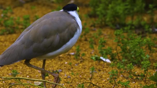 Detailní Záběr Maskovaného Lapwing Ptáka Zemi Jaře — Stock video