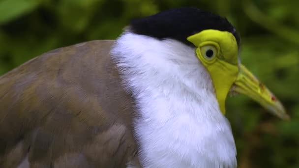 Primo Piano Uccello Rapace Mascherato Terra Primavera — Video Stock